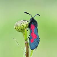 Five-Spot Burnet Moth 